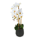 Orchidea Artificiale Real Touch a 2 Rami
