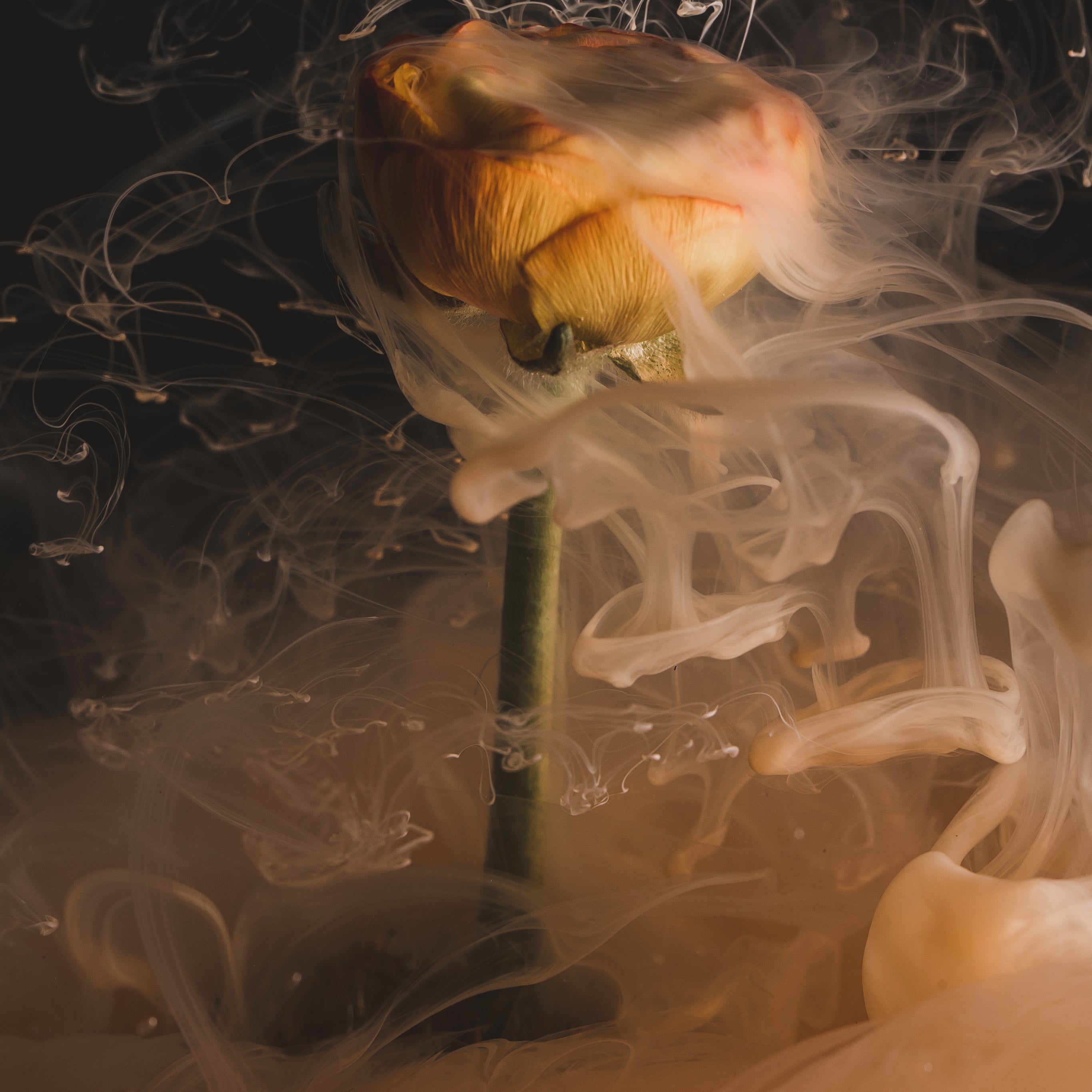 an-orange-flower-smokes-as-if-on-fire.jpg