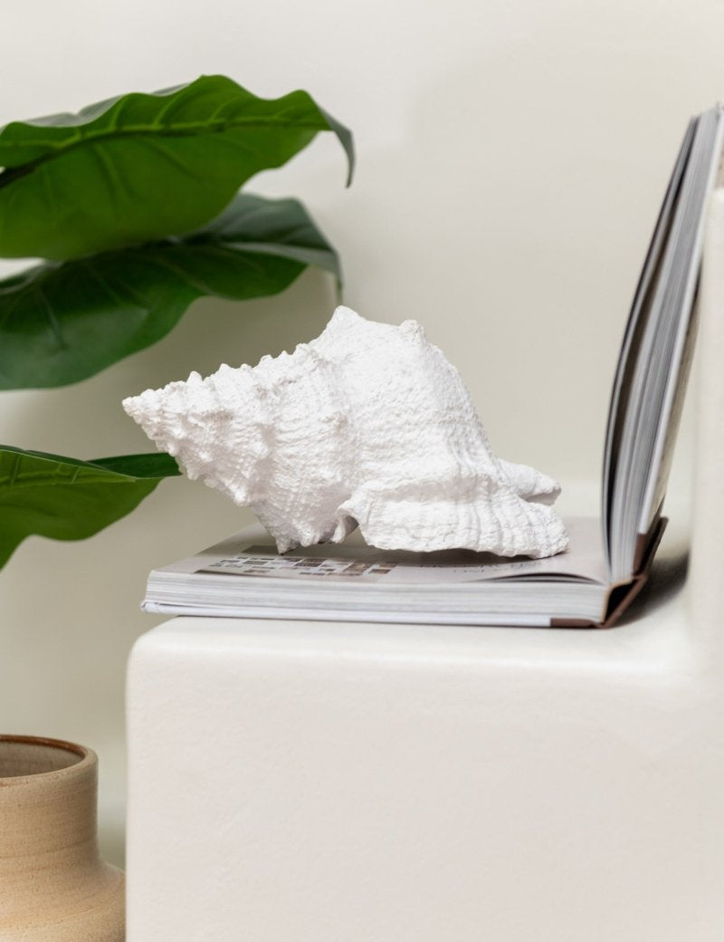 CONCHIGLIA - Infinity Concept Store