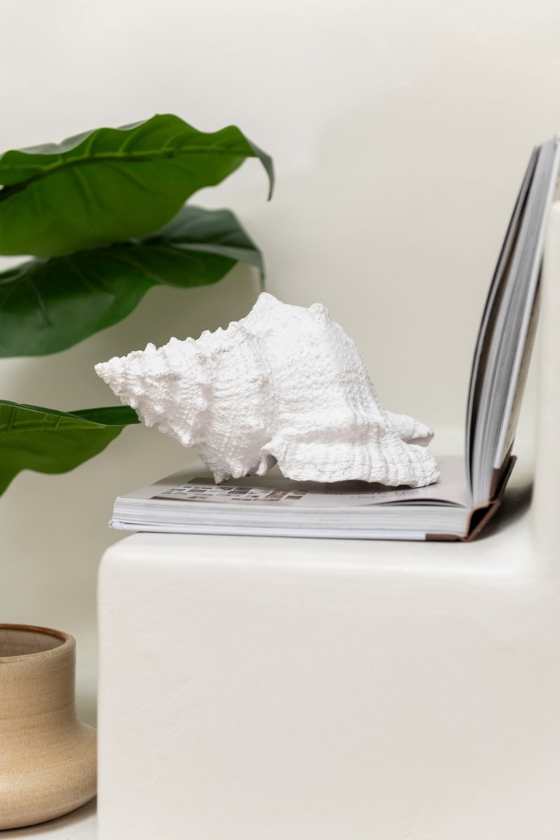 CONCHIGLIA - Infinity Concept Store