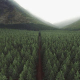 Tree Teck - Candela Profumata 524g